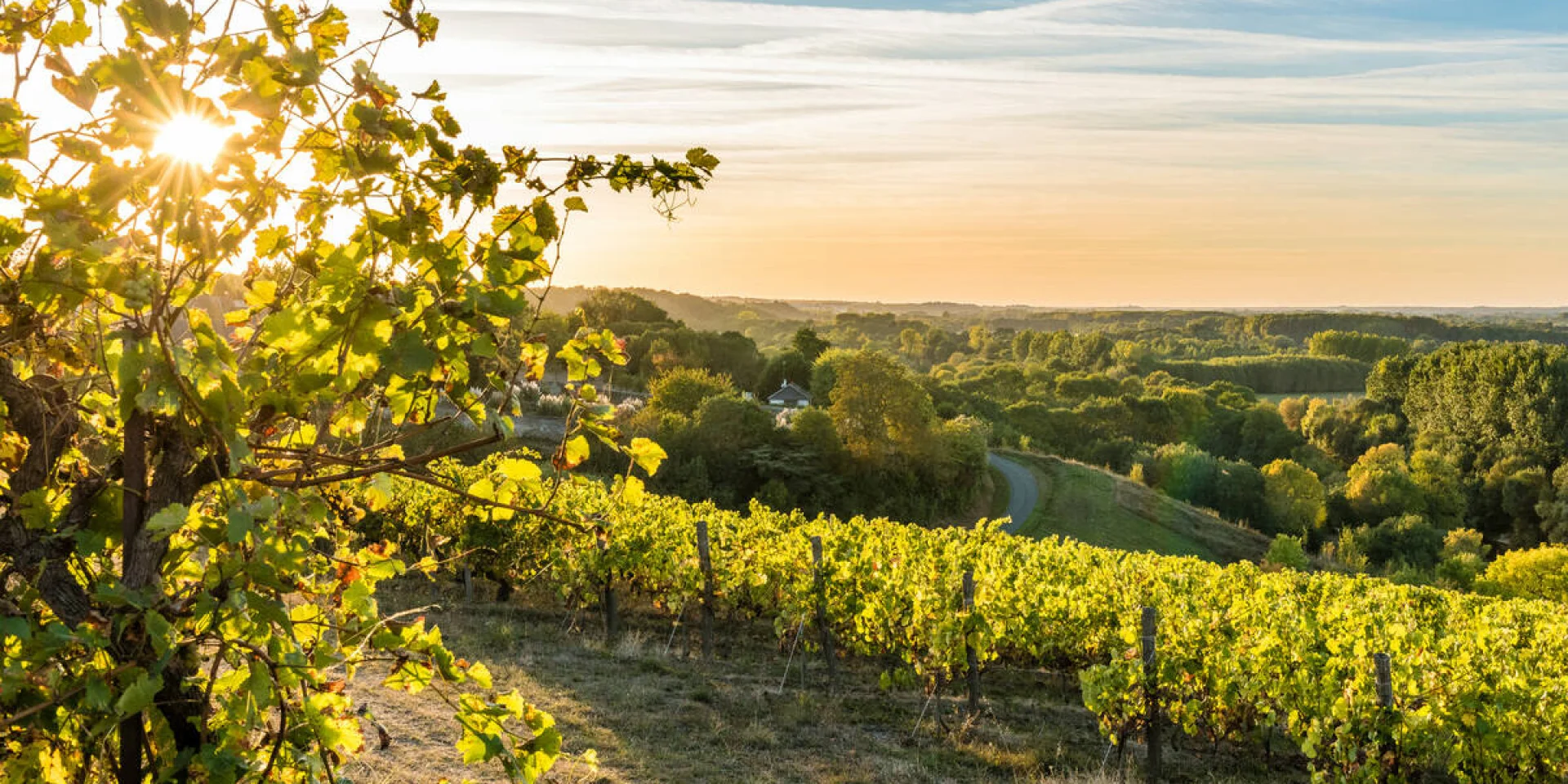 Vineyards at sunset