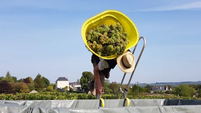 Vendanges