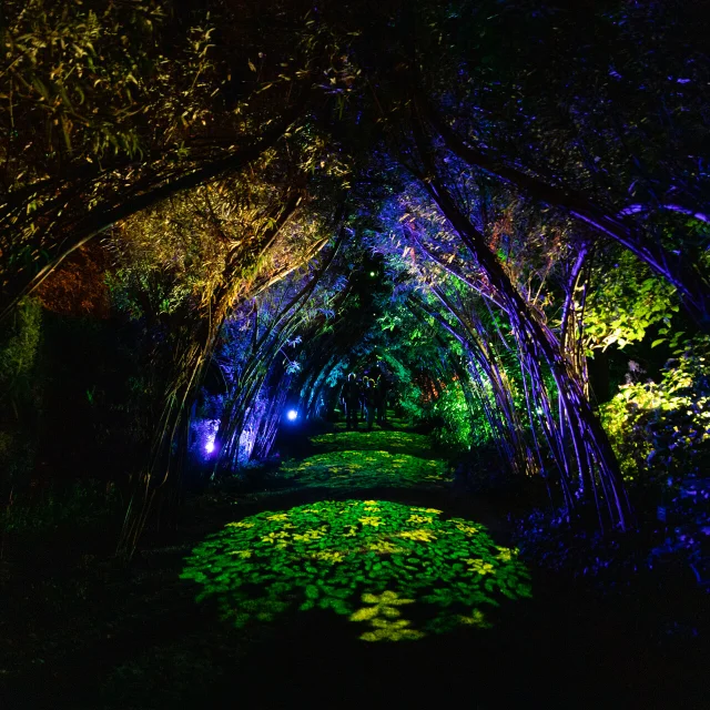 Passage végétal illuminé dans la nuit