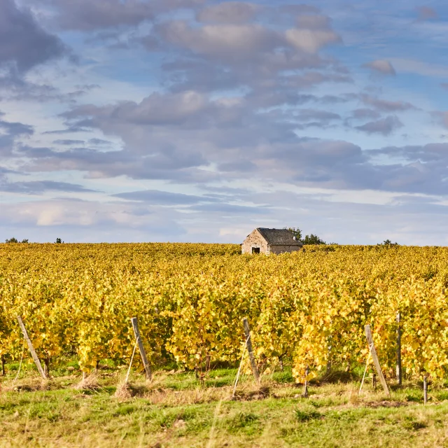 Vignes à l'automne (feuilles jaunes) et une petite bâtisse en pierres au second plan