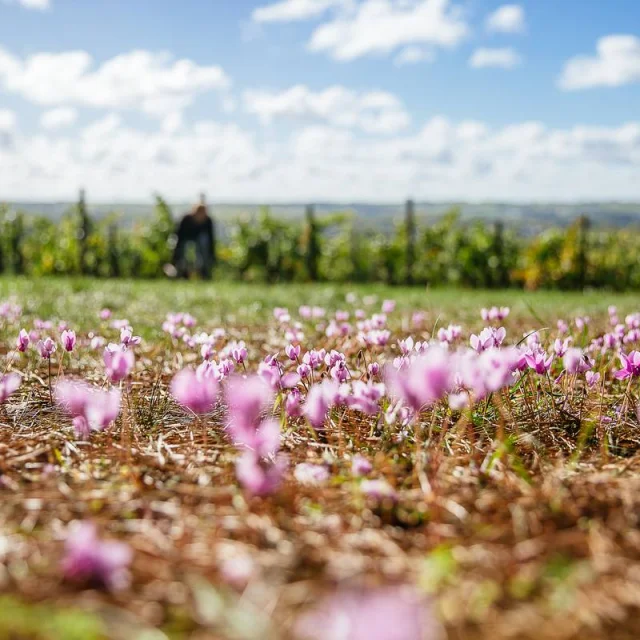 Cyclamens aux abords des vignes