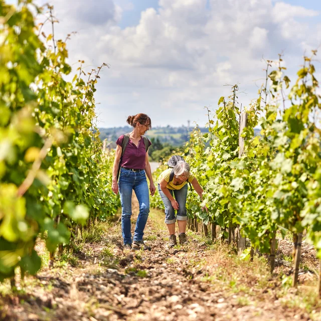 Deux personnes en balade dans les vignes à la Roche de Mûrs