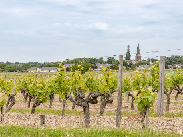 Balade dans les vignes