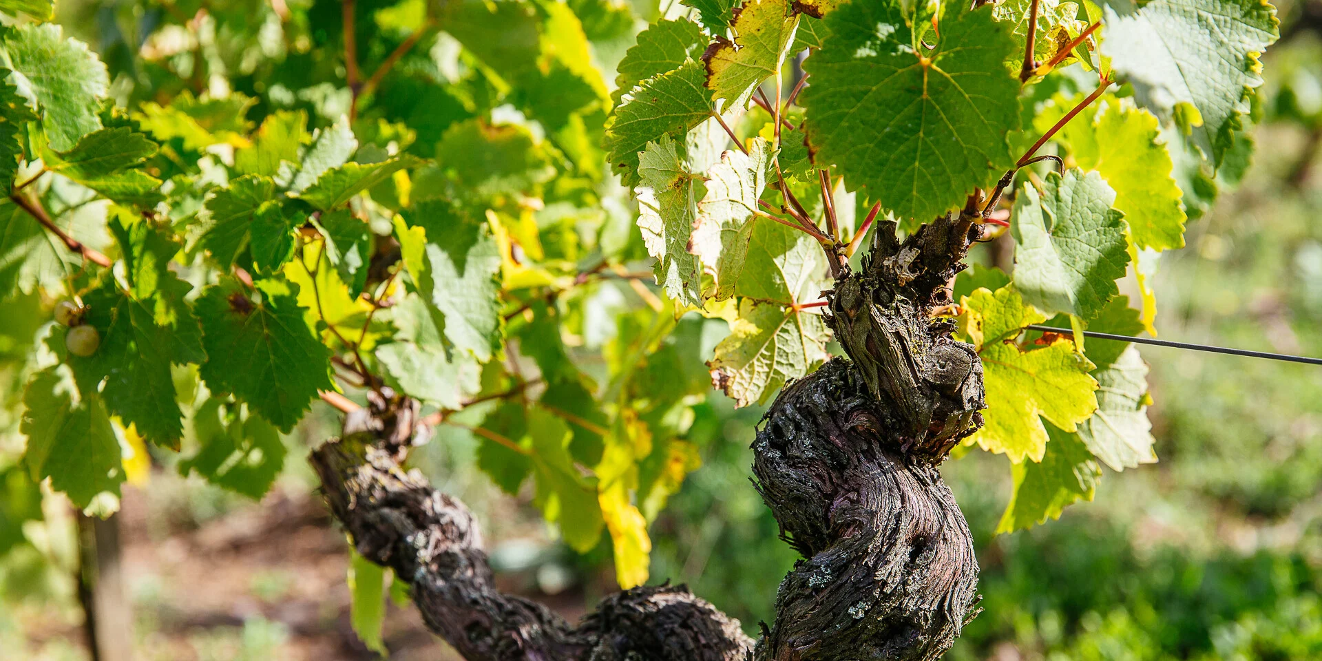 Savennières vineyard