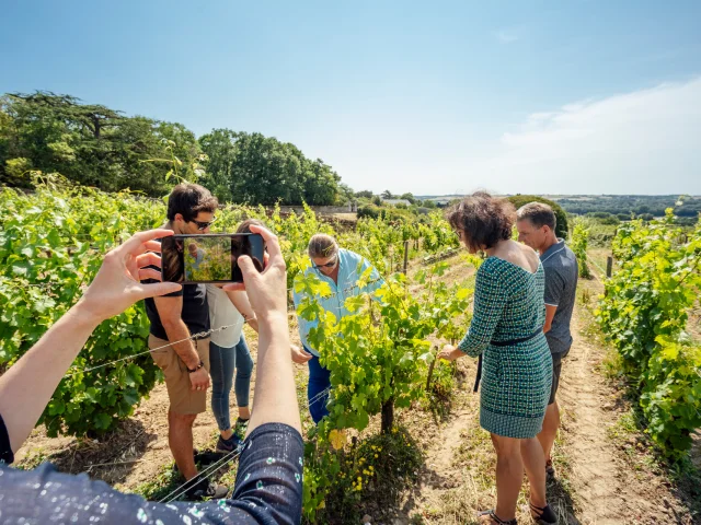 Wine tourism in vineyards