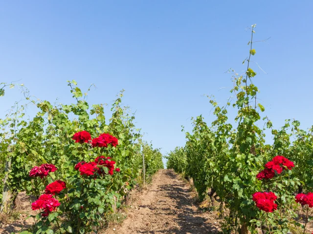 La roche aux moines wine estate