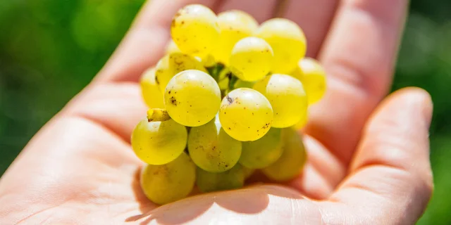 Une Grappe De Raisin Blanc De Savennieres Copyright Les Conteurs Destination Angers