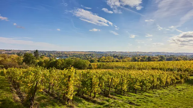 Vignoble De Savennieres A L'Automne Copyright Alexandre Lamoureux Destination Angers 15094 1920px