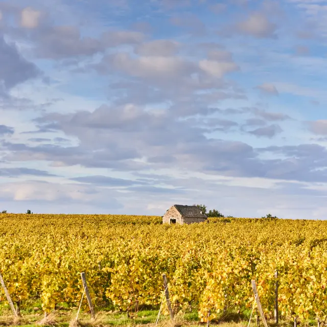 Vignoble De Savennieres A L Automne Copyright Alexandre Lamoureux Destination Angers 15100 1920px