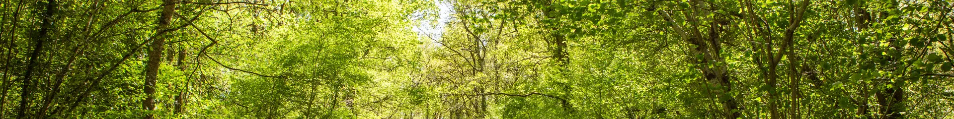 Chemin de forêt