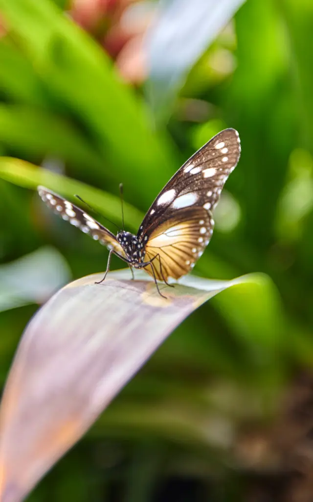 Gros plan sur un papillon posé sur une feuille