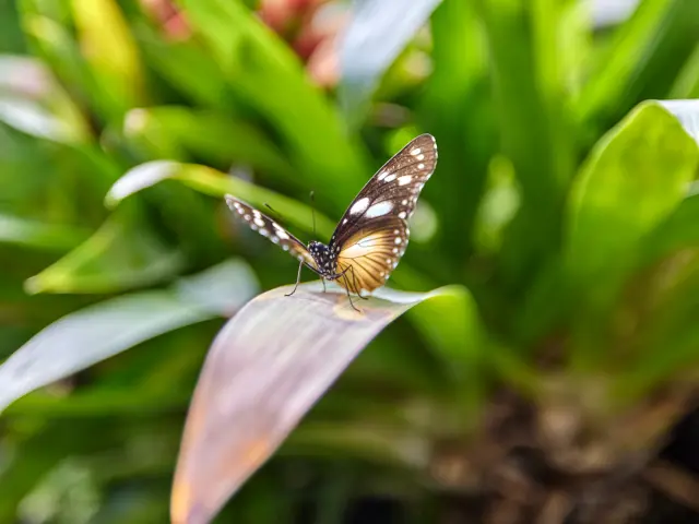 Butterfly greenhouse Terra Botanica Alexandre Lamoureux