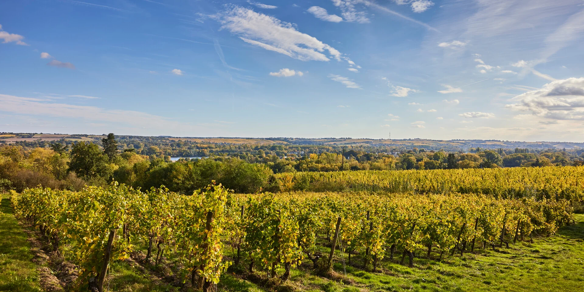 Vignoble De Savennieres A L'Automne Copyright Alexandre Lamoureux Destination Angers 15094 1920px