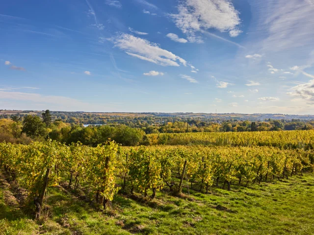 Vignoble De Savennieres A L'Automne Copyright Alexandre Lamoureux Destination Angers 15094 1920px