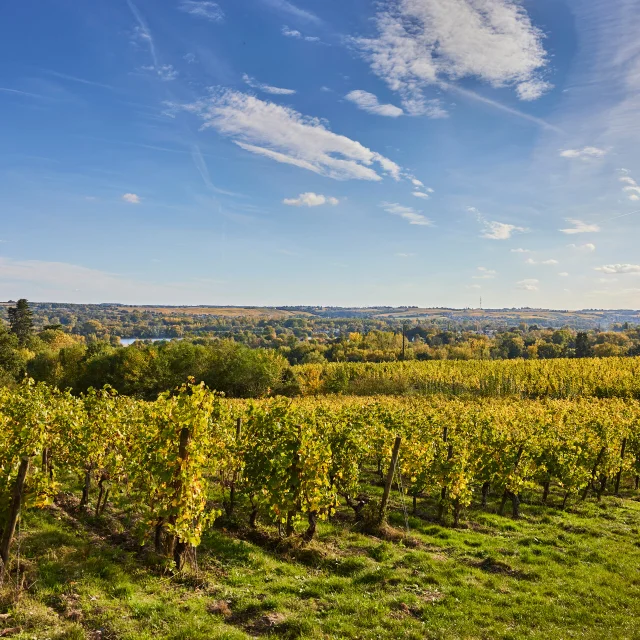 Vignobles de Savennières