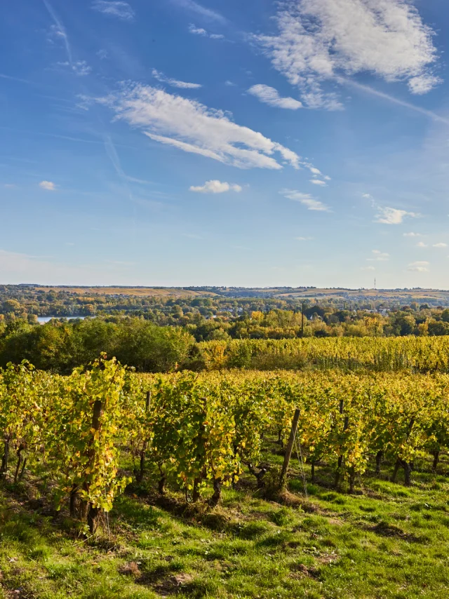 Vignobles de Savennières