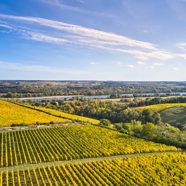 Vignoble De Savennieres A L Automne Copyright Alexandre Lamoureux Destination Angers 15112 1920px