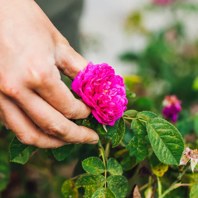 la serre à fines herbes, séraphine briot