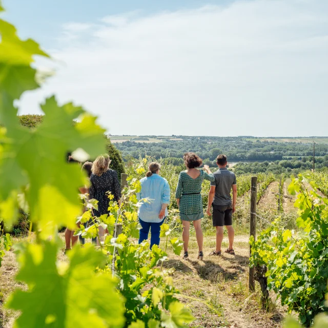 4 personnes regardent la vue sur le paysage depuis les vignes