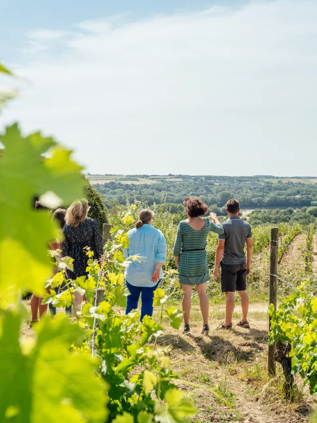 4 personnes regardent la vue sur le paysage depuis les vignes
