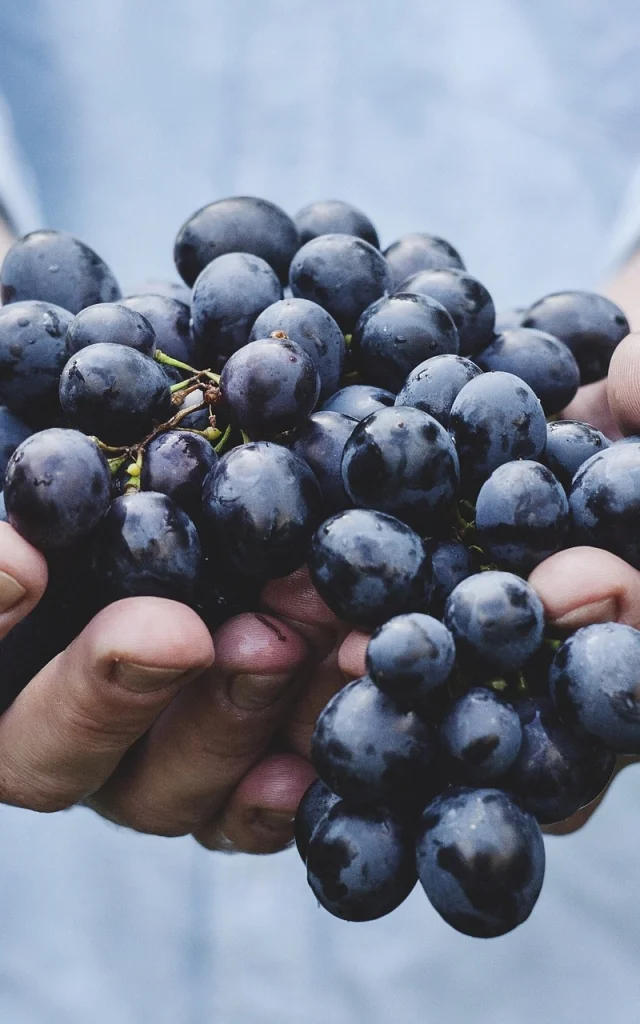 Raisin Rouge Vendanges