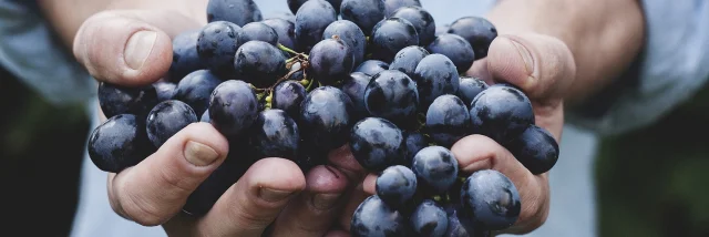 Raisin Rouge Vendanges