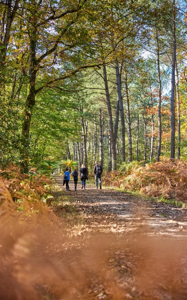 Foret de Longuenée à l'automne Copyright Alexandre Lamoureux