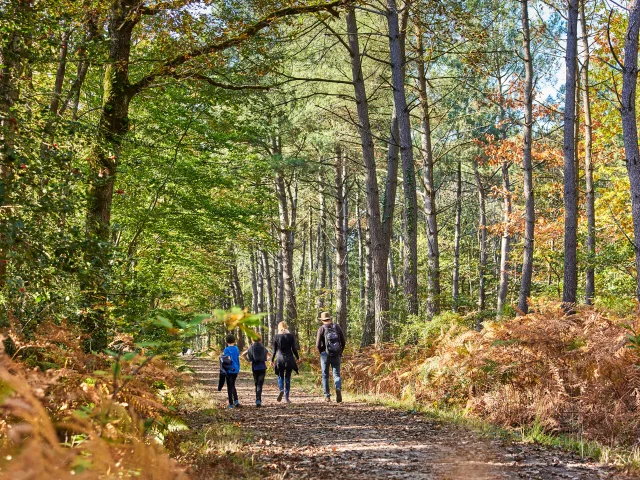 Foret De Longuenee A L'Automne Copyright Alexandre Lamoureux Destination Angers 15035 1920px