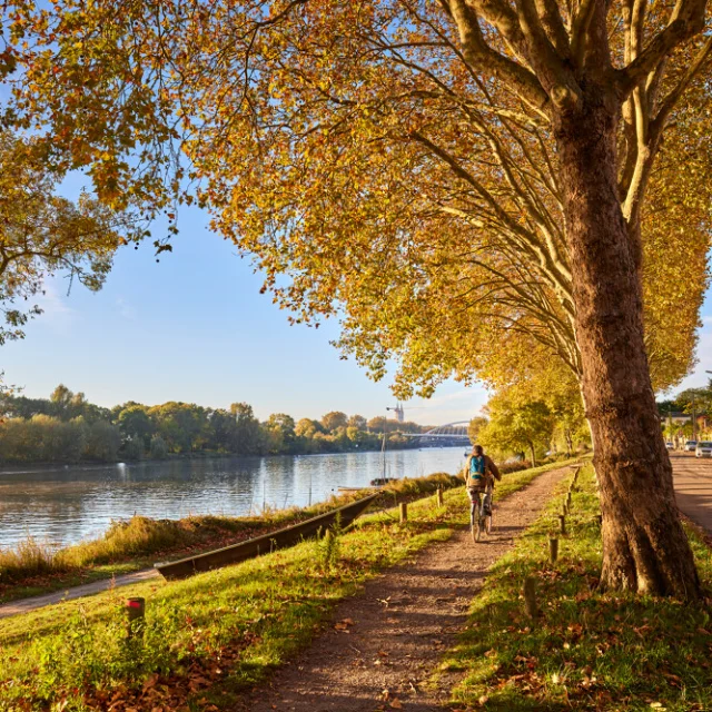 Photo verticale, homme à vélo de dos qui passe le long de la rivière et sous les arbres aux couleurs d'automne