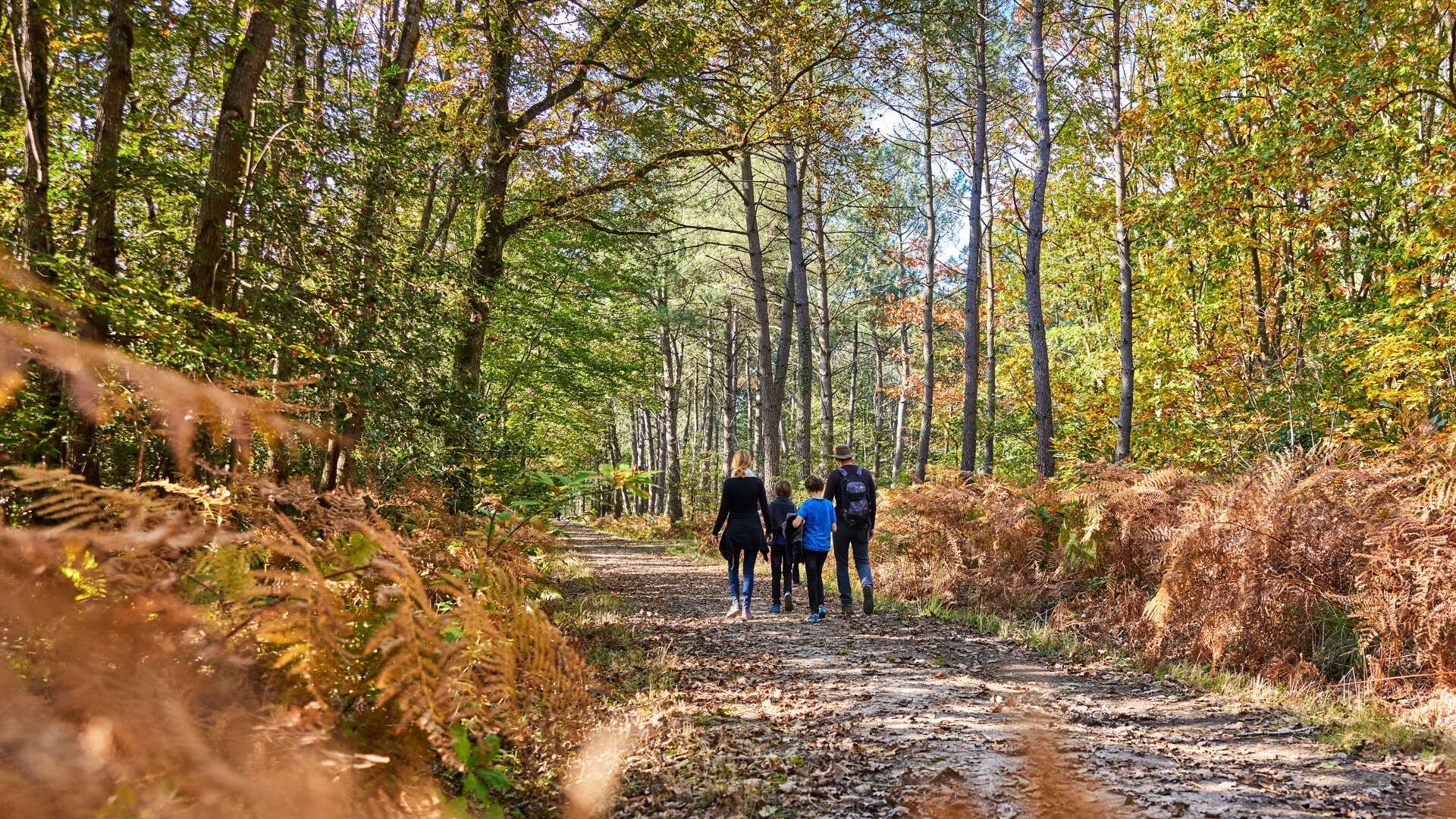 Balade en famille dans la forêt de Longuenée-en-Anjou.