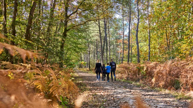 Balade en famille dans la forêt de Longuenée-en-Anjou.