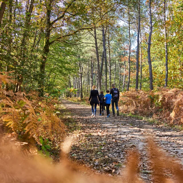 Foret De Longuenee A L'Automne Copyright Alexandre Lamoureux Destination Angers 15033 1920px