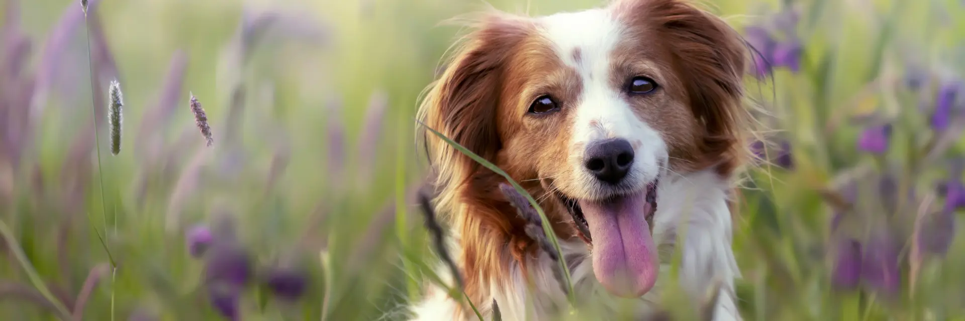 portrait d'un chien dans un champ