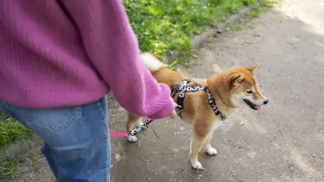 Promenade au parc avec son chien tenu en laisse
