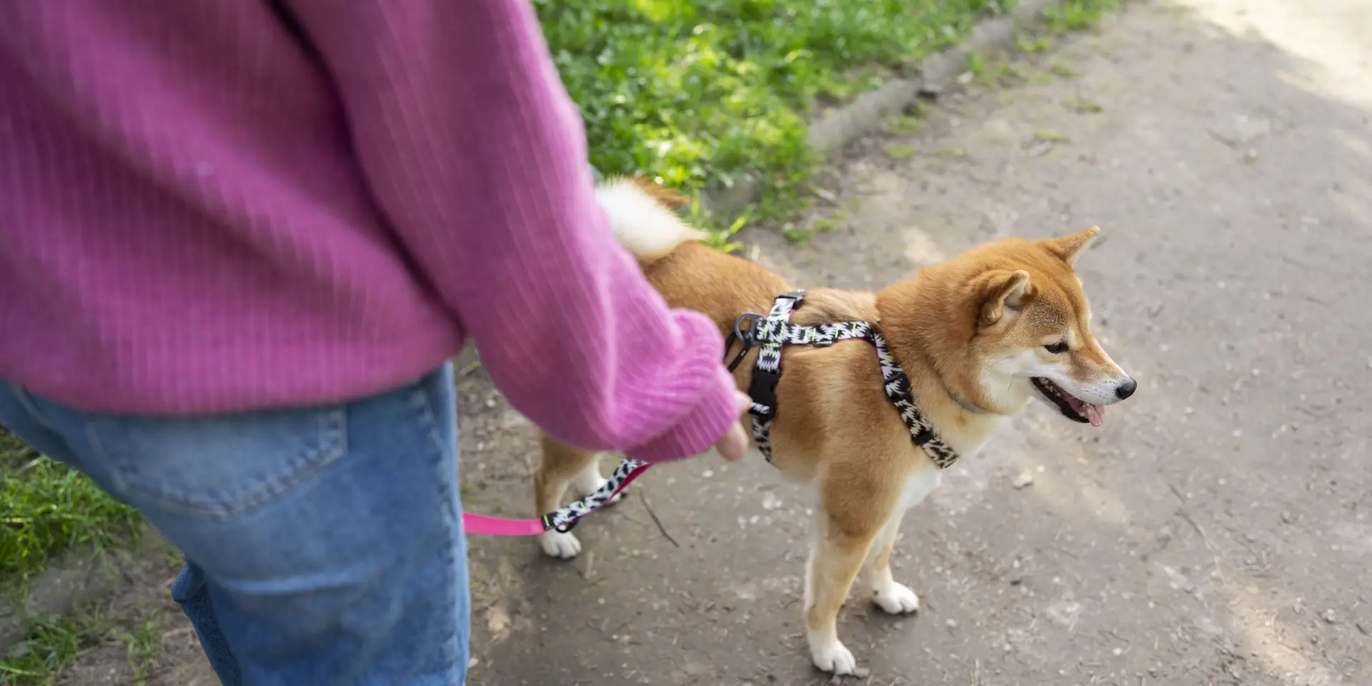 Promenade au parc avec son chien tenu en laisse
