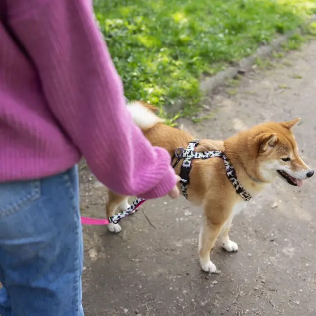 Promenade au parc avec son chien tenu en laisse