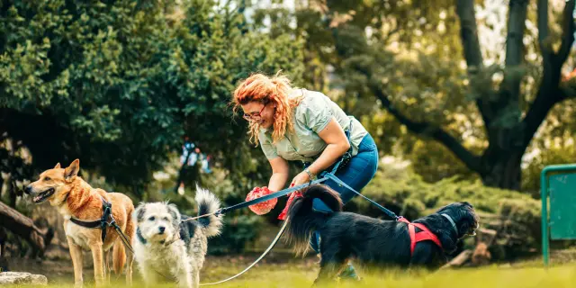 femme promenant des chiens tenus en laisse