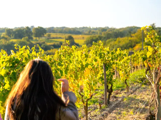 Balade dans les vignes du Château d'Epiré à Savennières